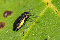 Sciara hemerobioides