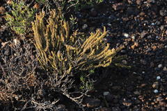 Crassula muscosa muscosa
