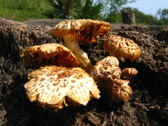 Gymnopilus subpurpuratus