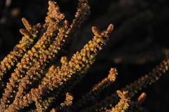 Crassula muscosa muscosa