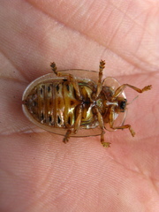 Physonota stigmatilis