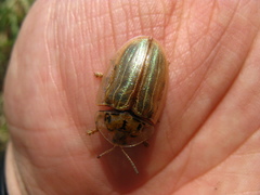 Physonota stigmatilis