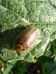 Physonota stigmatilis