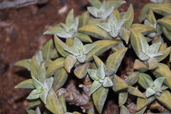 Crassula deltoidea