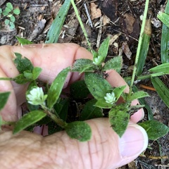 Gomphrena serrata image