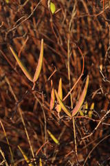 Cryptolepis oblongifolia