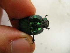 Phanaeus tridens