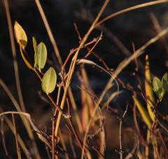 Cryptolepis oblongifolia