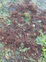 Gracilariaceae
