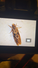 Nemapogon granella