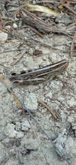 Ramburiella hispanica