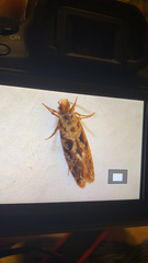 Nemapogon granella