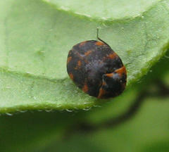 Anthrenus margarethae