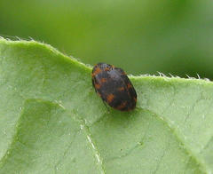 Anthrenus margarethae