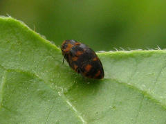 Anthrenus margarethae
