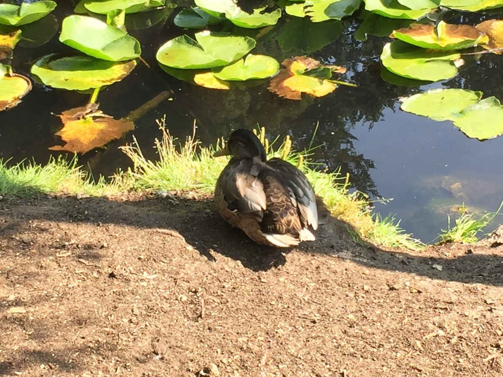 mallard-from-beacon-hill-park-victoria-bc-ca-on-july-29-2018-at-04