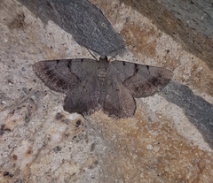 Selidosema brunnearia
