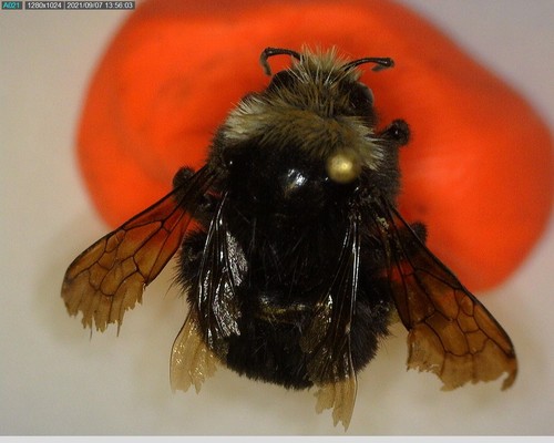 iNaturalist observation photo of Yellow-faced Bumble Bee