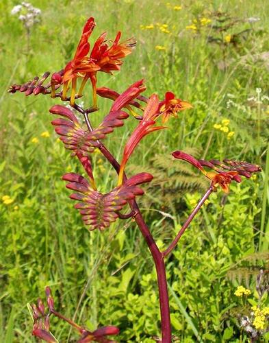 Crocosmia paniculata image