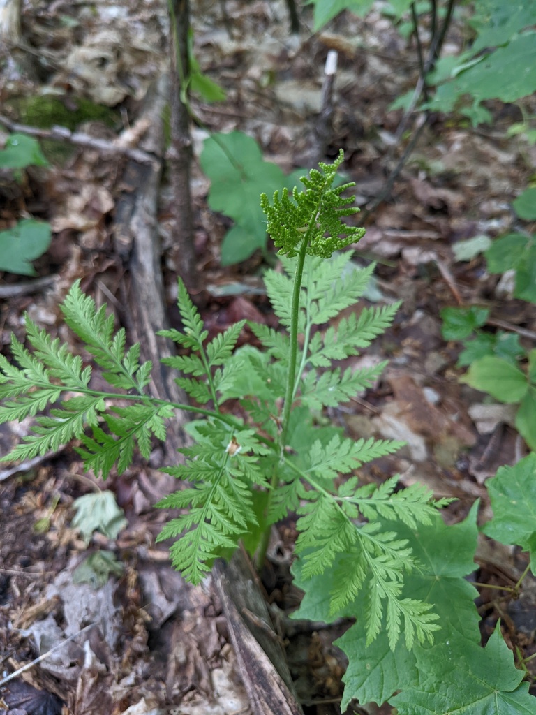 rattlesnake fern from Quebec, Canada on June 1, 2021 at 09:33 AM by ...