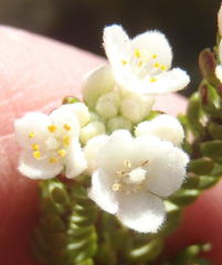 Lachnaea ericoides
