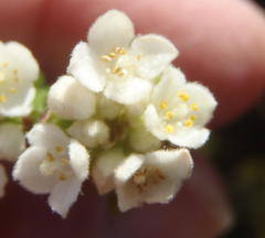 Lachnaea ericoides