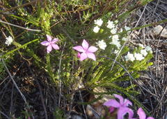 Lachnaea ericoides