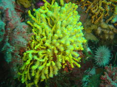 Melithaea rubra