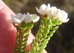 Lachnaea ericoides