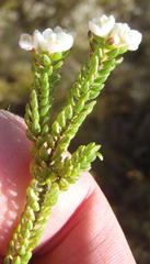 Lachnaea ericoides