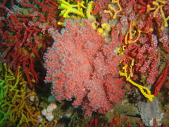 Melithaea rubra