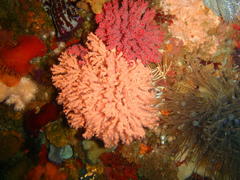Melithaea rubra