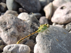 Erpetogomphus crotalinus