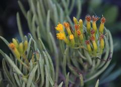 Senecio barbertonicus