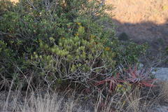 Senecio barbertonicus