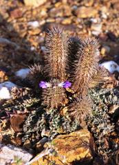 Acanthopsis dispermoides