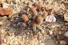 Acanthopsis dispermoides