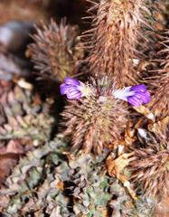 Acanthopsis dispermoides