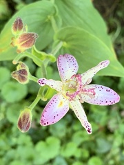Tricyrtis hirta