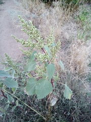 Cyclachaena xanthiifolia