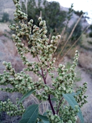 Cyclachaena xanthiifolia