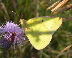 Colias philodice eriphyle
