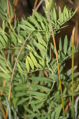 Notobubon laevigatum