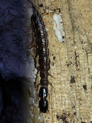 Raphidiinae