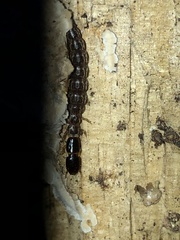 Raphidiinae