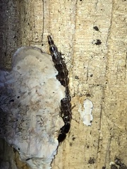 Raphidiinae