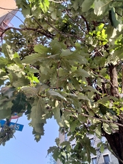 Quercus bicolor