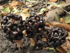 Bdallophytum americanum