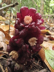 Bdallophytum americanum