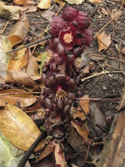 Bdallophytum americanum